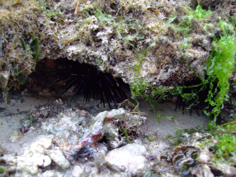 Mauritius 2010 - 0103 